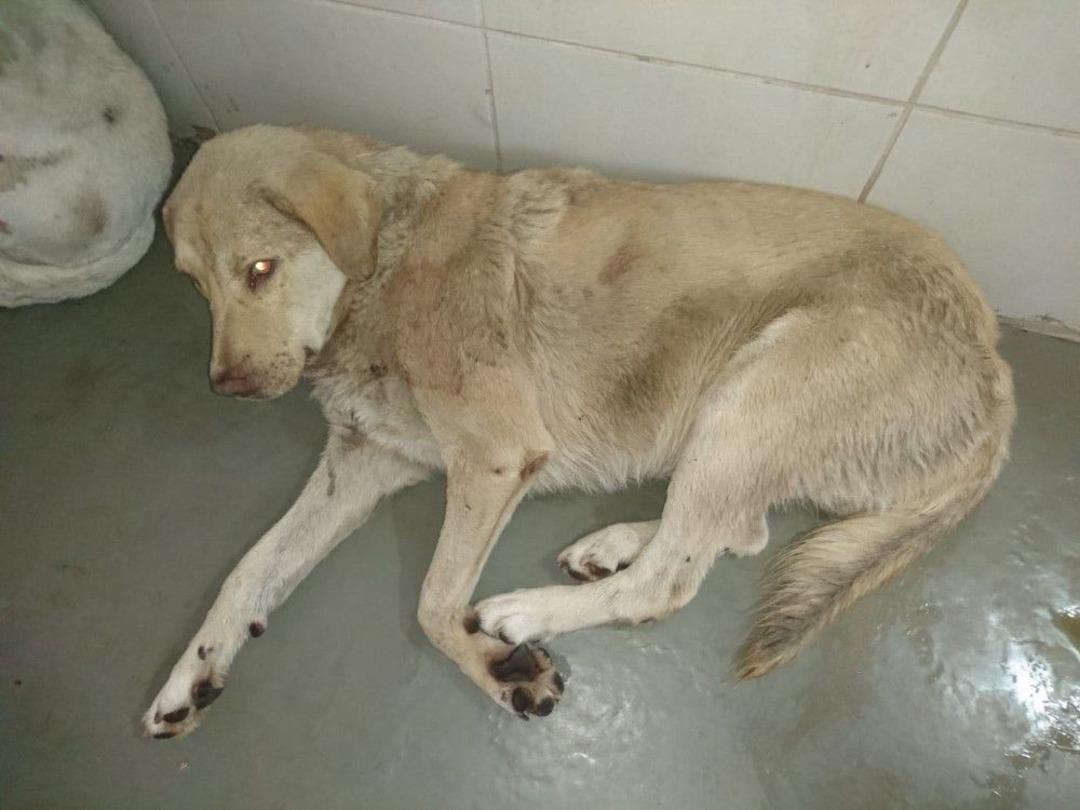 Isparta&rsquo;da Av T&uuml;fekli K&ouml;pek Katliamı