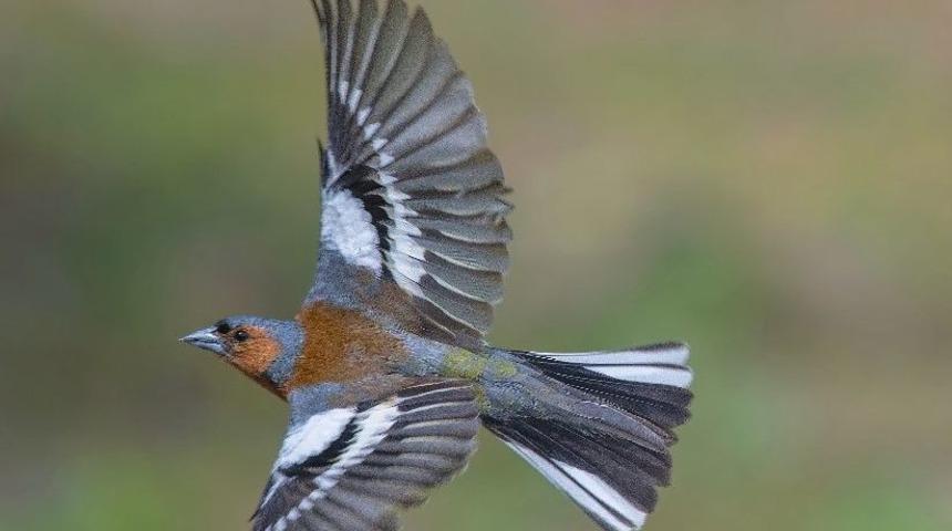 En İyi Fotoğraf Avcıları Belli Oldu