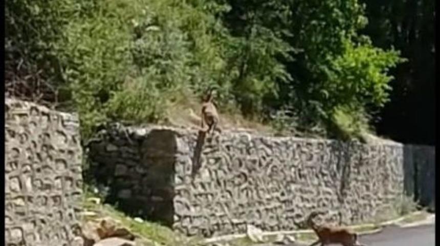 Dağ Ke&ccedil;ileri Şehre İndi