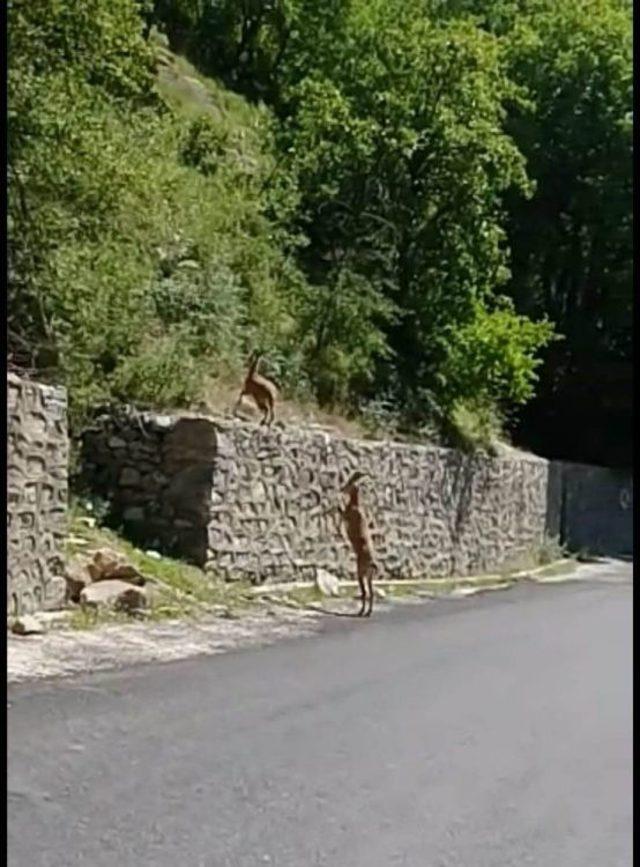 Dağ Keçileri Şehre İndi