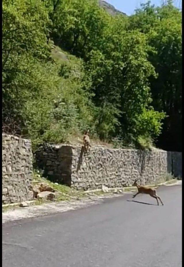 Dağ Keçileri Şehre İndi