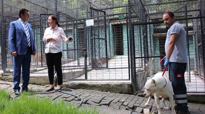 T&uuml;rkiye&rsquo;nin İlk Kedi Tedavi Merkezi Osmangazi&rsquo;de