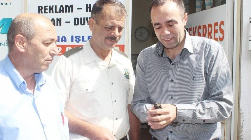 Tavşanlı&rsquo;da Yaralı Ebabil Kuşu Yetkililere Teslim Edildi