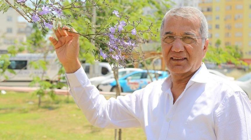 Jakaranda Ağa&ccedil;ları Mezitli&rsquo;nin Havasını Değiştirdi