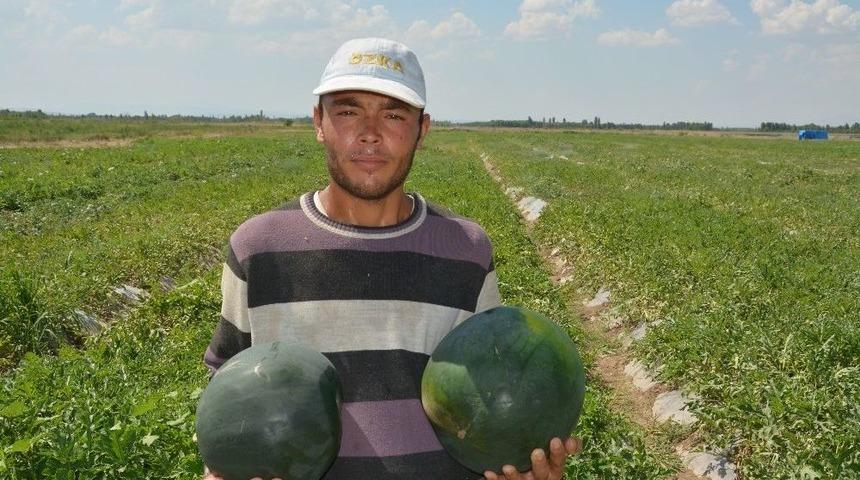 Iğdır&rsquo;da &Ouml;rt&uuml; Altı Karpuz Hasadı Başladı