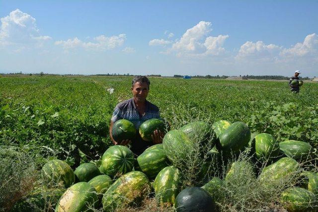 Iğdır’da Örtü Altı Karpuz Hasadı Başladı