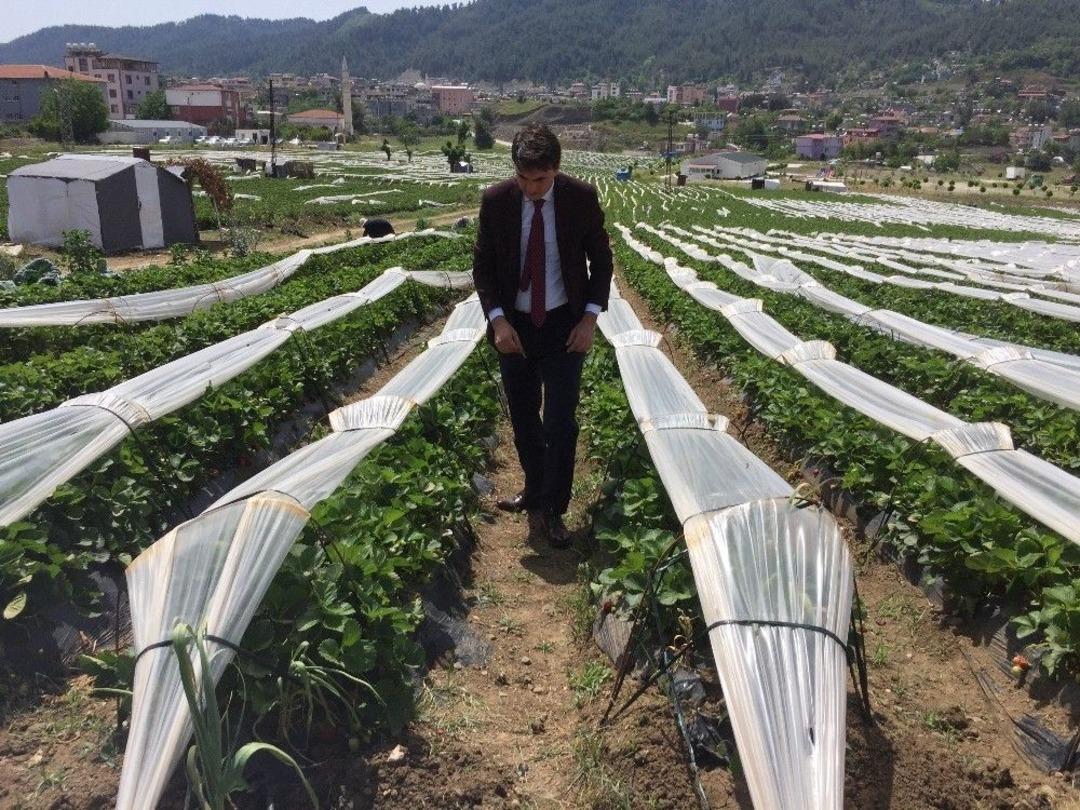 Suriyeli T&uuml;rkmenler &Ccedil;ilek Hasadına Başladı