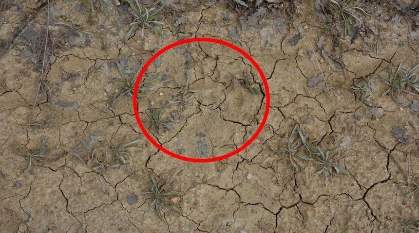 Uşak&rsquo;ta Boz Ayı G&ouml;r&uuml;ld&uuml;ğ&uuml; İddiası