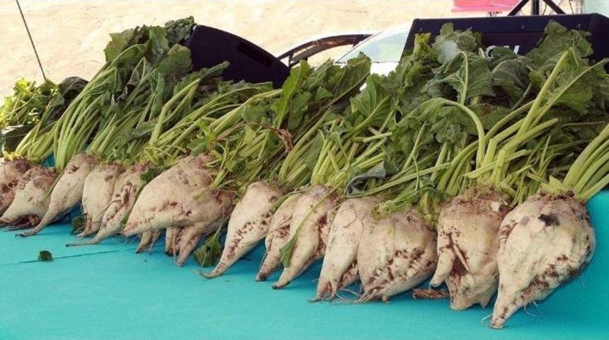 Şeker Pancarı, Yozgat Ekonomisine Katkı Sağlıyor