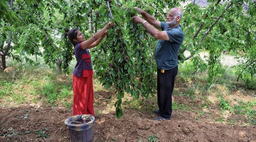 Kiraz Hasadı Objektiflere Yansıdı