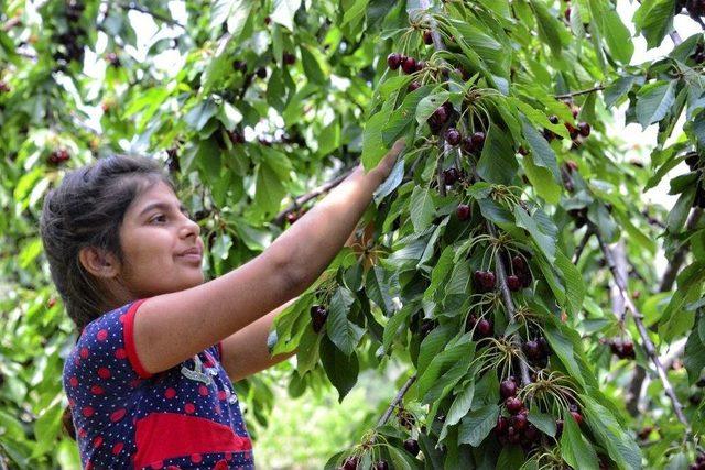 Kiraz Hasadı Objektiflere Yansıdı