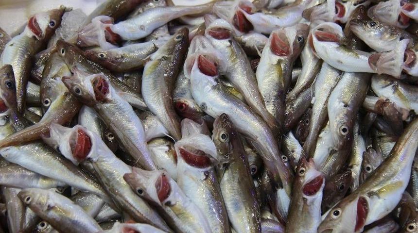 Balık&ccedil;ıları &lsquo;mezgit&rsquo; Ayakta Tutuyor