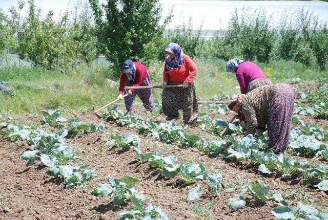 Tokat’ta Sıcak Hava Asfaltı Eritti