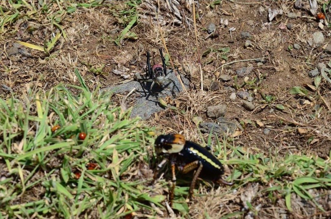 &Ccedil;ekirge S&uuml;r&uuml;leri Tarım Arazilerini İşgal Etti