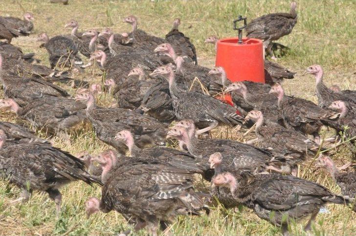 Çekirge Sürüleri Tarım Arazilerini İşgal Etti G1