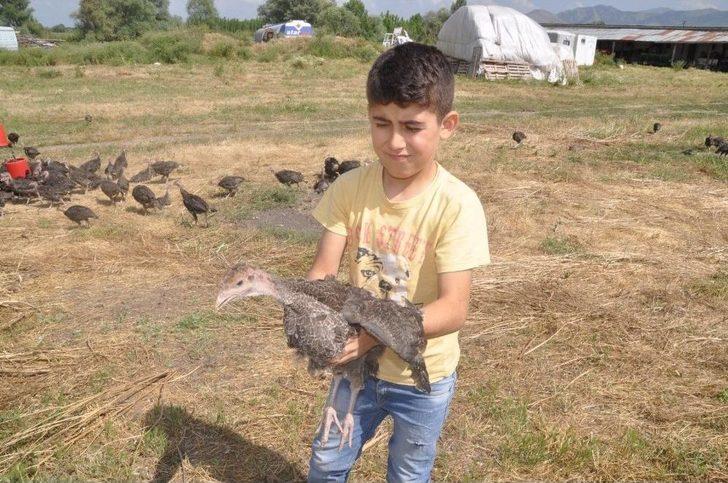 Çekirge Sürüleri Tarım Arazilerini İşgal Etti G2