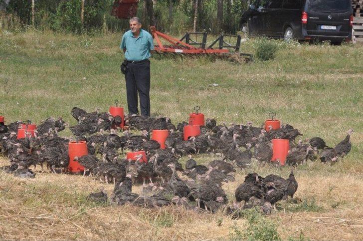 Çekirge Sürüleri Tarım Arazilerini İşgal Etti G3