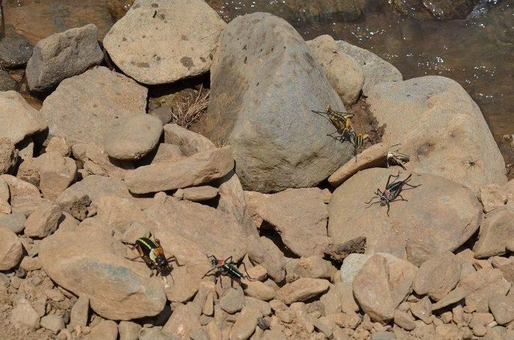 Çekirge Sürüleri Tarım Arazilerini İşgal Etti G4