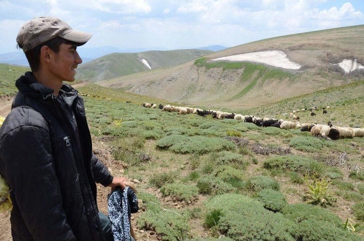 Çekirge Sürüleri Tarım Arazilerini İşgal Etti G5