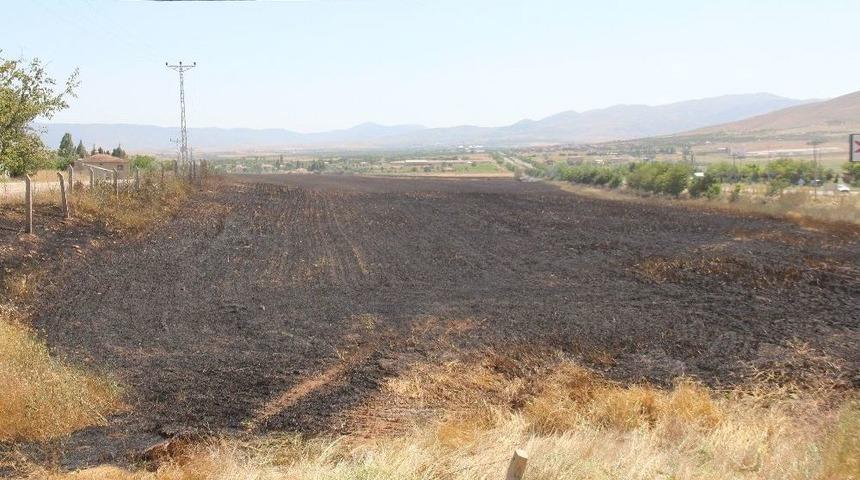Sigara İzmariti 80 D&ouml;n&uuml;m Buğdayı K&uuml;l Etti