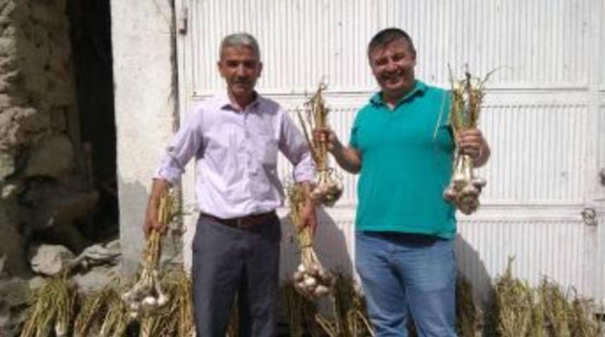 Hisarcık &Ccedil;ift&ccedil;isi Yerli Sarımsaktan Vazge&ccedil;miyor