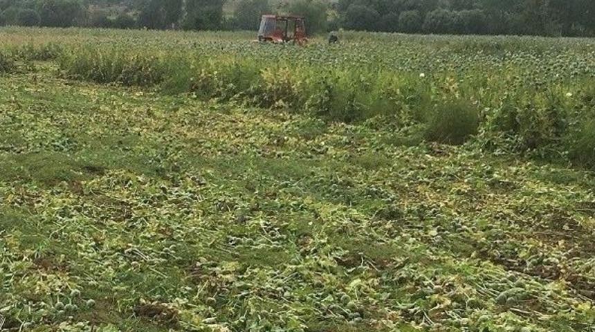 Yasa Dışı Ekilmiş 60 Bin K&ouml;k Haşhaş Bitkisi Ele Ge&ccedil;irildi