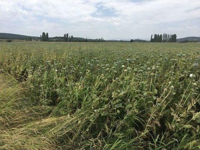 Yasa Dışı Ekilmiş 60 Bin Kök Haşhaş Bitkisi Ele Geçirildi