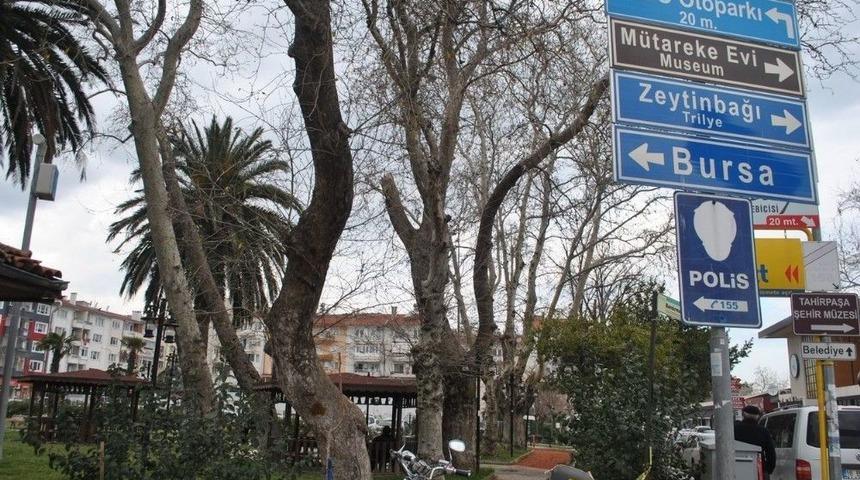 Kuruyan Dev Ağa&ccedil;lar Tehlike Sa&ccedil;ıyor