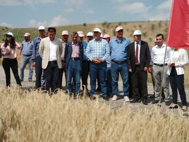 Tosunpaşa Arpa Çeşidi Akyurt’ta Tanıtıldı