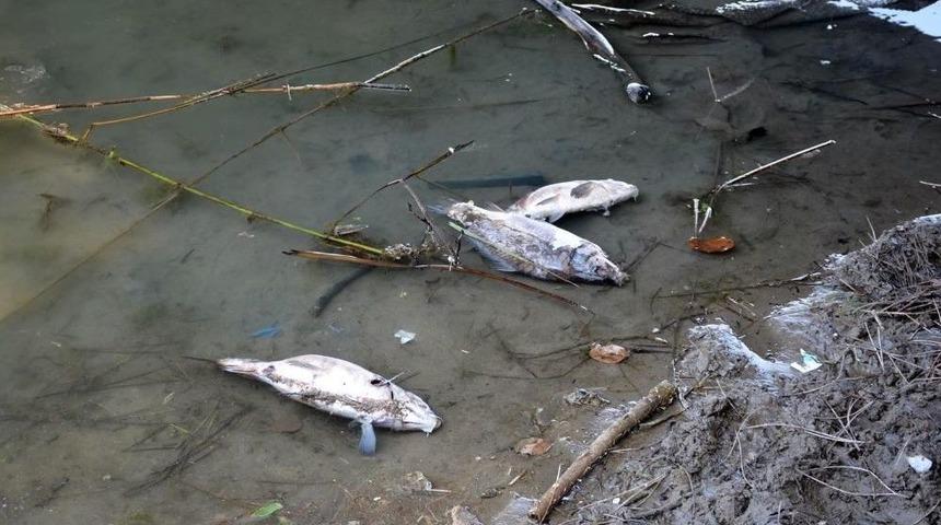 Sinop Sarıkum Göleti’nde Balık Ölümleri