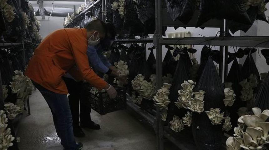 Cezaevi H&uuml;cresinde Mantar Yetiştiriliyor