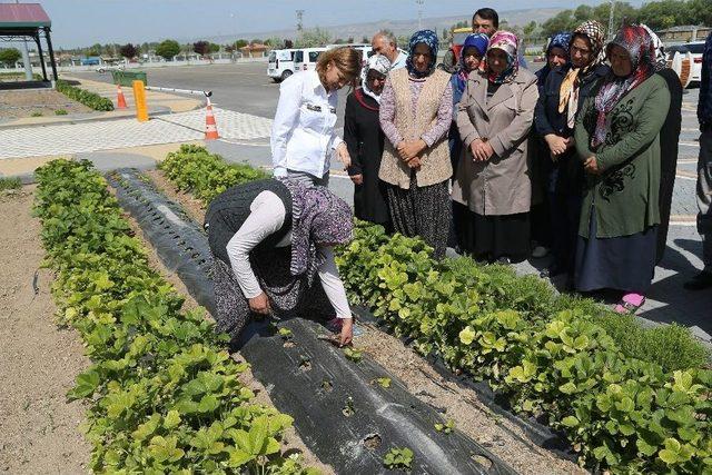 Doğal Ürünler Bahçesi’ndeki Üreticilere Çilek Fidesi Dağıtıldı