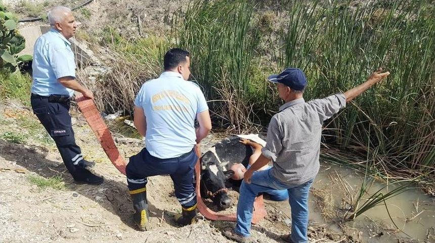 İtfaiyeden İnek Kurtarma Operasyonu