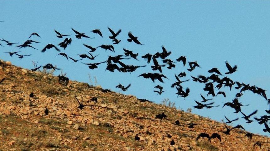 Y&uuml;zlerce Karga G&ouml;ky&uuml;z&uuml;nde S&uuml;z&uuml;ld&uuml;