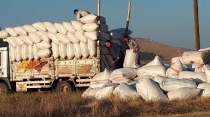 Saman Fiyatı Arpa Ve Buğday İle Yarışıyor