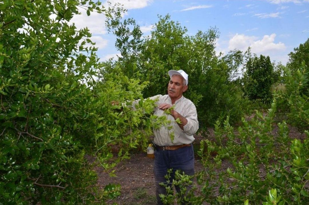 (&ouml;zel Haber) &Uuml;reticiden İşsiz Gen&ccedil;lere "h&uuml;nnap Yetiştirin" Tavsiyesi