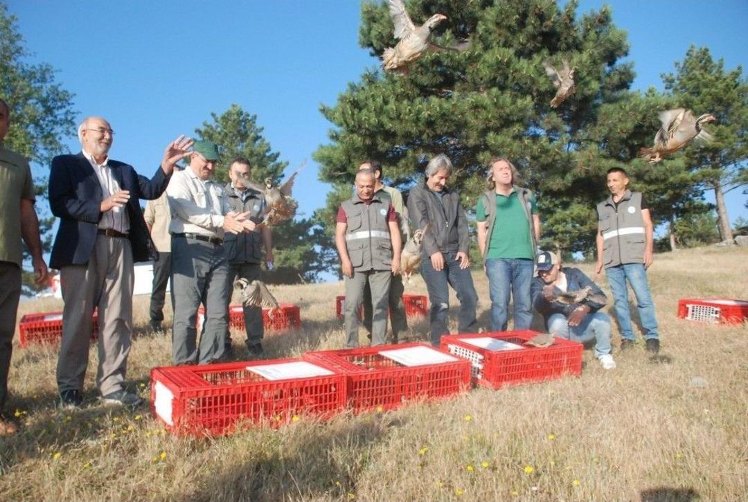 Tokat&rsquo;ta Bin 500 Kınalı Keklik Doğaya Salındı