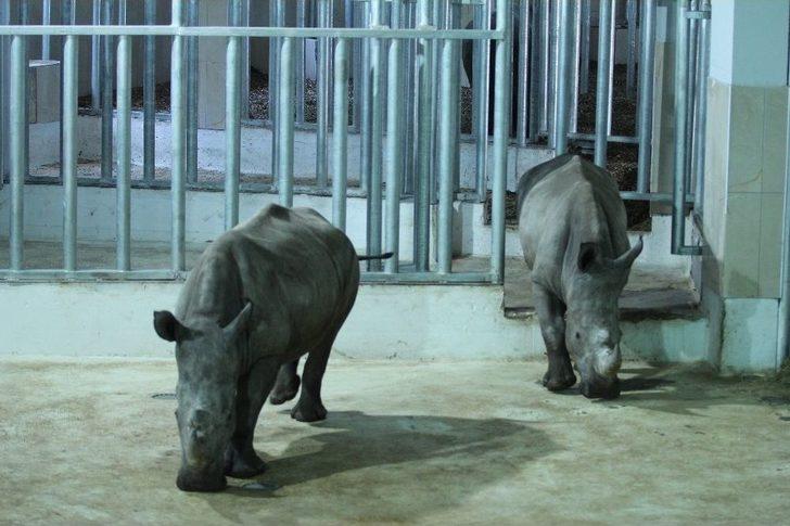 Bursa Hayvanat Bahçesi’nin Yeni Misafirleri Gergedanlar G2