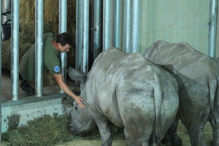 Bursa Hayvanat Bahçesi’nin Yeni Misafirleri Gergedanlar G4
