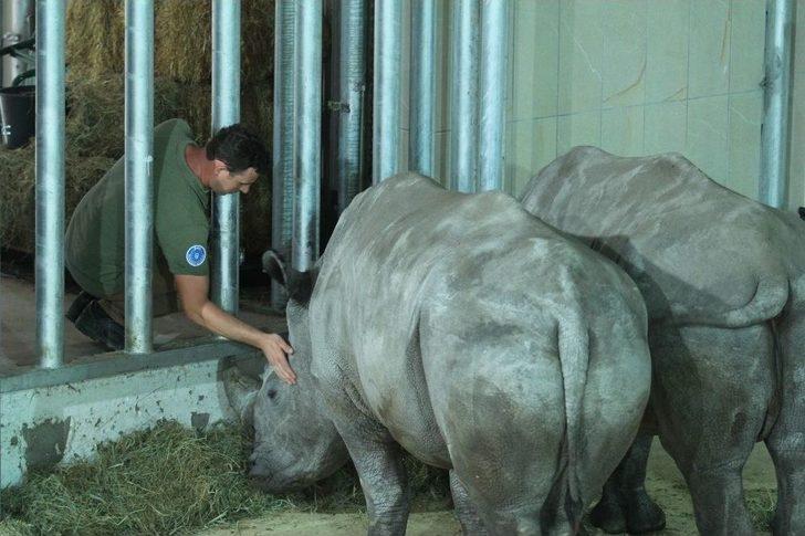 Bursa Hayvanat Bahçesi’nin Yeni Misafirleri Gergedanlar G5