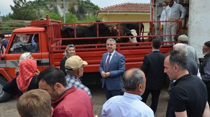 Karab&uuml;k&rsquo;te Gen&ccedil; &Ccedil;ift&ccedil;ilere 492 B&uuml;y&uuml;kbaş Hayvan Dağıtıldı