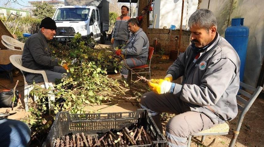 Kepez Belediyesi 2017&rsquo;de 110 Bin &Ccedil;i&ccedil;ek &Uuml;retti