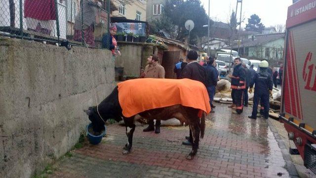 Sarıyer’de Çöken Balkonun Altında Kalan İneği İtfaiye Kurtardı