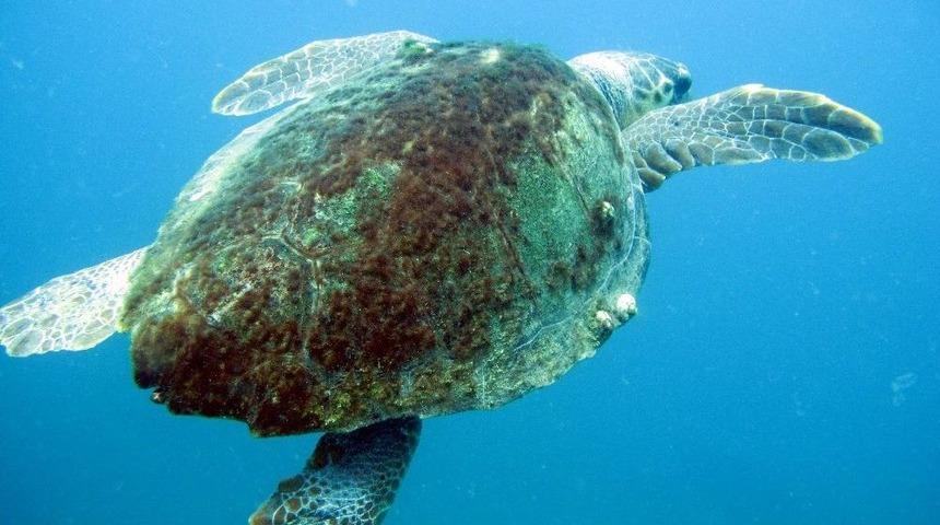 Caretta Caretta Yavruları İçin Şezlong Ve Şemsiye Uyarısı