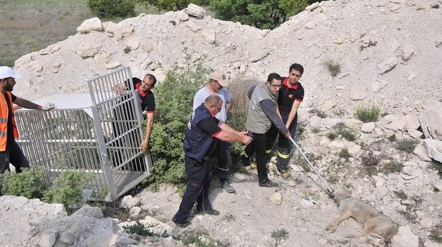 Yaralı Kurt Tedavi Altına Alandı