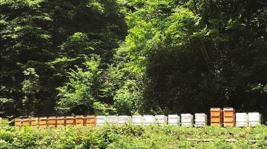 Akçakoca’da Arıların Kestane Balı Mesaisi