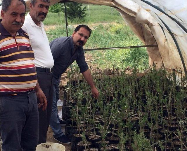 Gaün’den Zeytin Dalı Hareketı Anısına Büyük Vefa