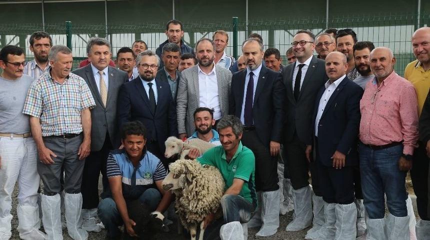 Koyun Yetiştiricisine B&uuml;y&uuml;k Destek