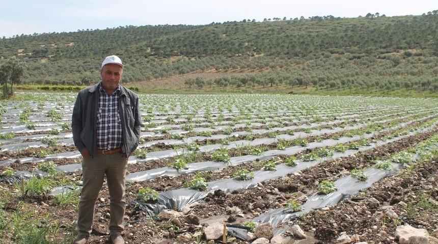 Kavun &Uuml;reticisi Hasat İ&ccedil;in G&uuml;n Sayıyor