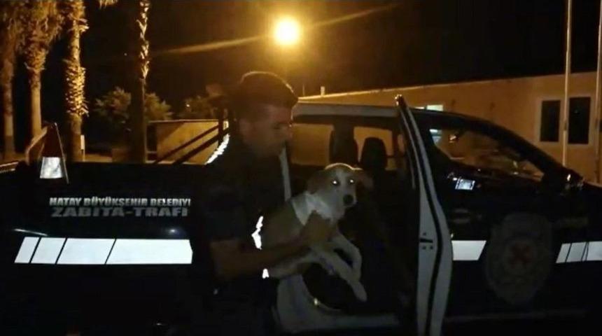 Yaralı Sokak K&ouml;peğine Zabıta Sahip &Ccedil;ıktı